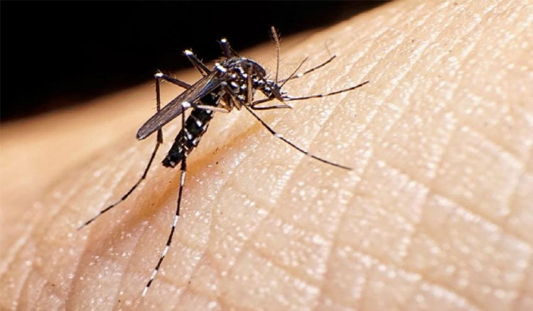 Imagen: Dengue, tres escuelas técnicas elaboran repelentes naturales de bajo costo
